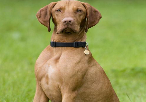 西里汉梗留有胡须并很漂亮,是和狩猎犬种一起追踪水獭,穴熊,狐狸而