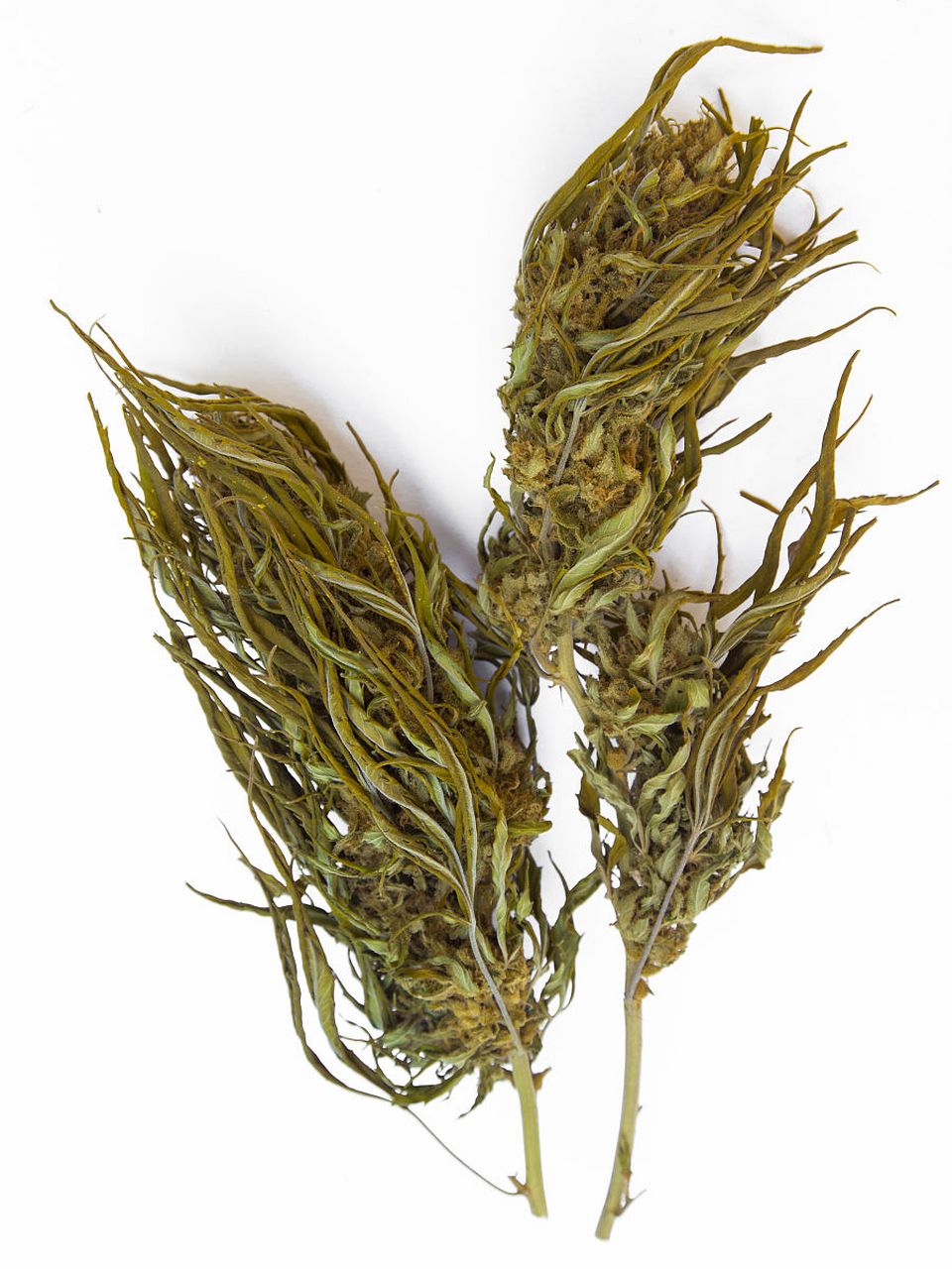 当归加一物  头发蹭蹭长  脱发的人一定要收藏  当归10克 干侧柏叶15