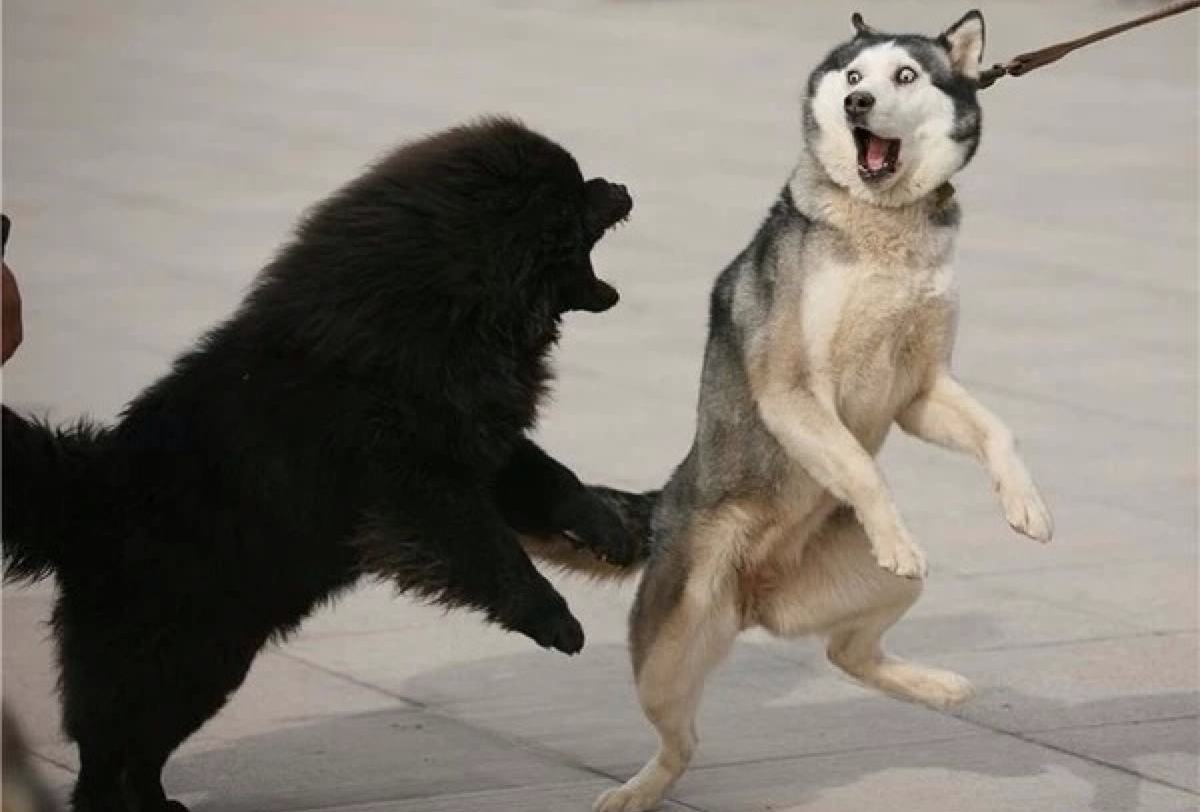 雪橇三傻之一,长相帅气的哈士奇,它的缺点是什么?