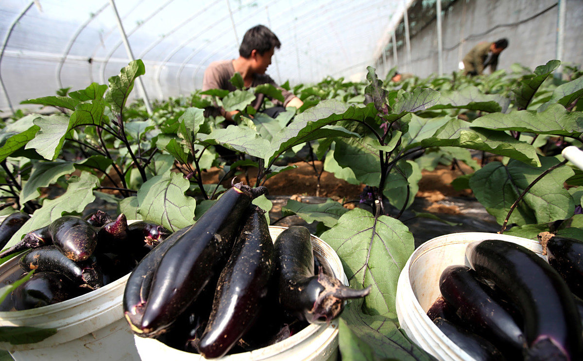 茄子- 热门商品专区