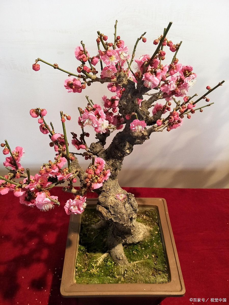 但冬天的花儿可不好伺候,那么,有哪些花儿能在这个