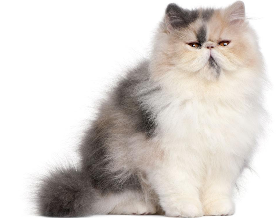 宠物猫:贵族波斯猫,迷人的外表,深邃的眼眸惹人喜爱