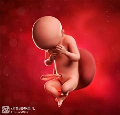 三十周胎儿图片图片