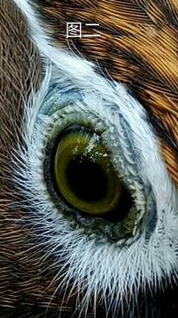 画眉鸟眼水图图片