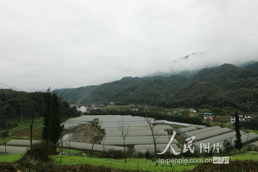 2月24日,贵州省赤水市宝源乡联奉村村民在包装鲜切花.