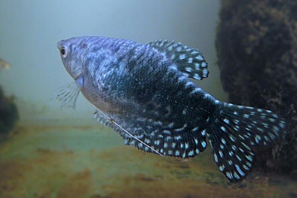 蓝曼龙能长多大?主要来了解一下蓝曼龙的相关知识吧