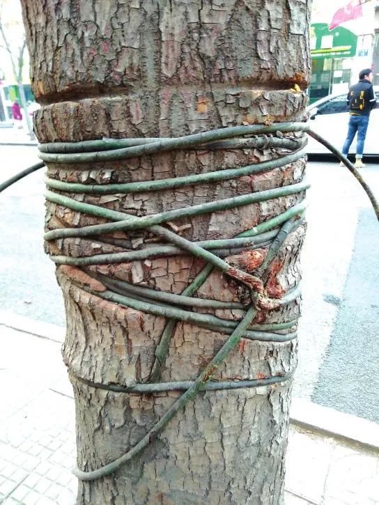 邯郸市民自己动手给铁丝缠身的行道树"松绑"!