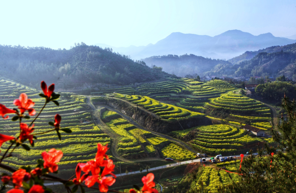 常山东案乡油菜花梯田美上天了!这简直就是旅游的胜地!