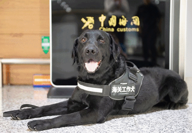 近日,上海海关30条监管工作犬换上新装,特制犬衣新亮相