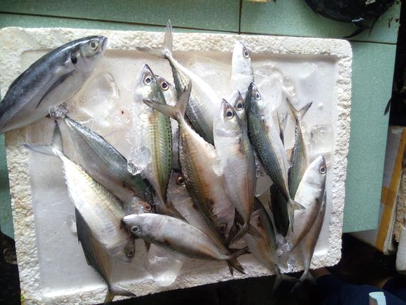 实拍越南菜市场里的各种海鱼,这些海鱼你都认识吗?