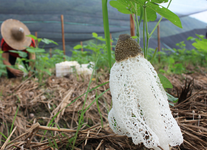 种植竹荪,首先要了解它的生长习性,再使用正确的方式管理