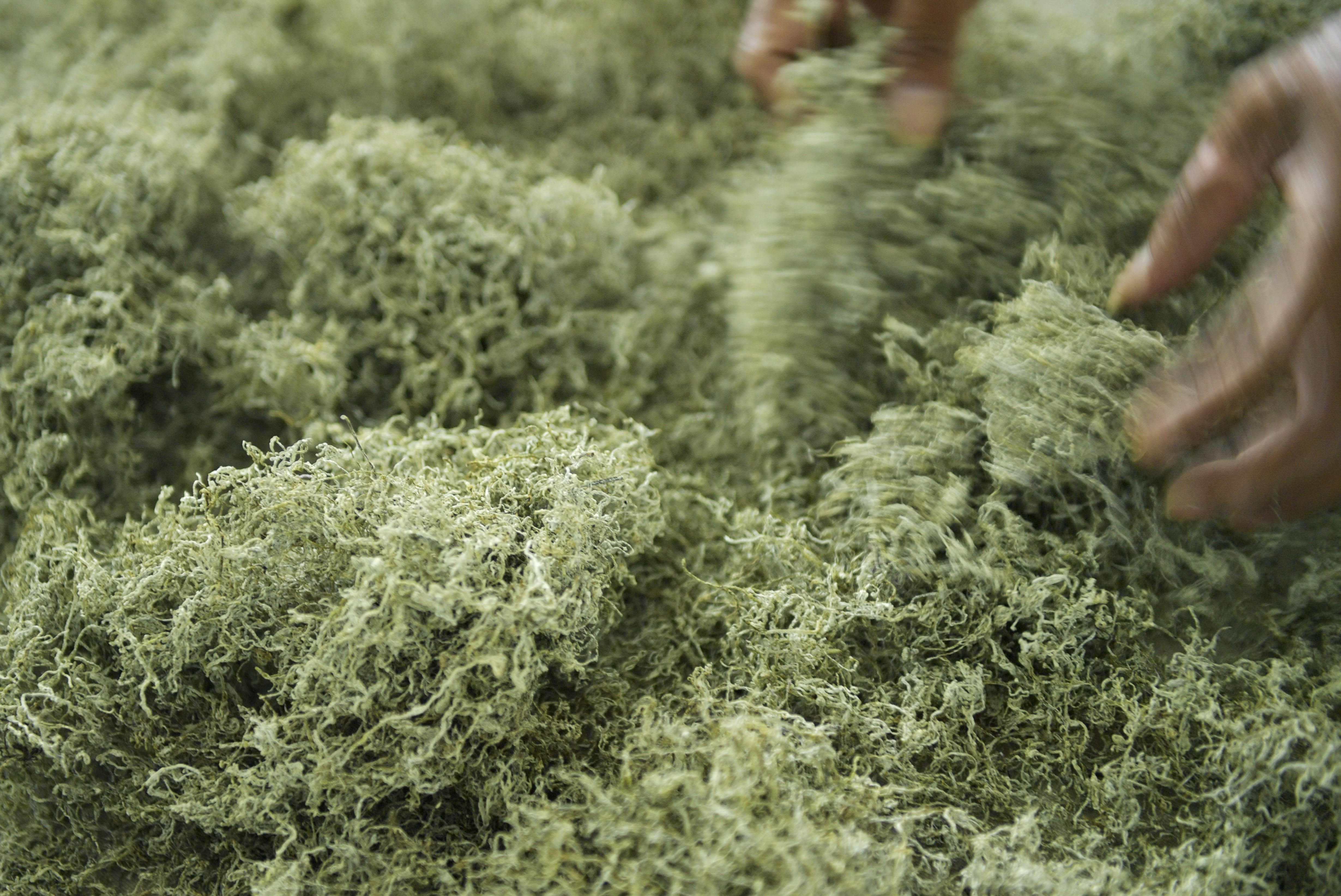 土家"藤茶—藤蔓揉成的山间美味(6)