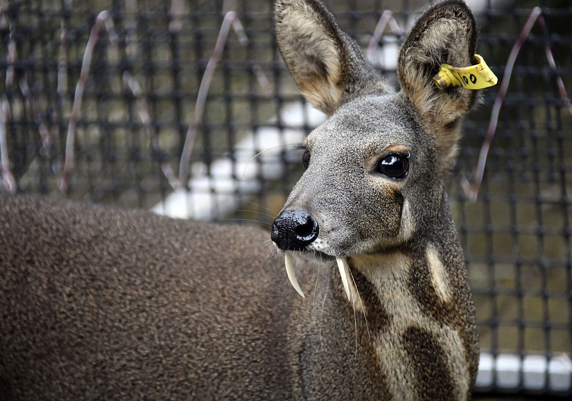 就是这种长得像鹿一样的小动物,名叫麝,它有香囊,可以分泌储存麝香.