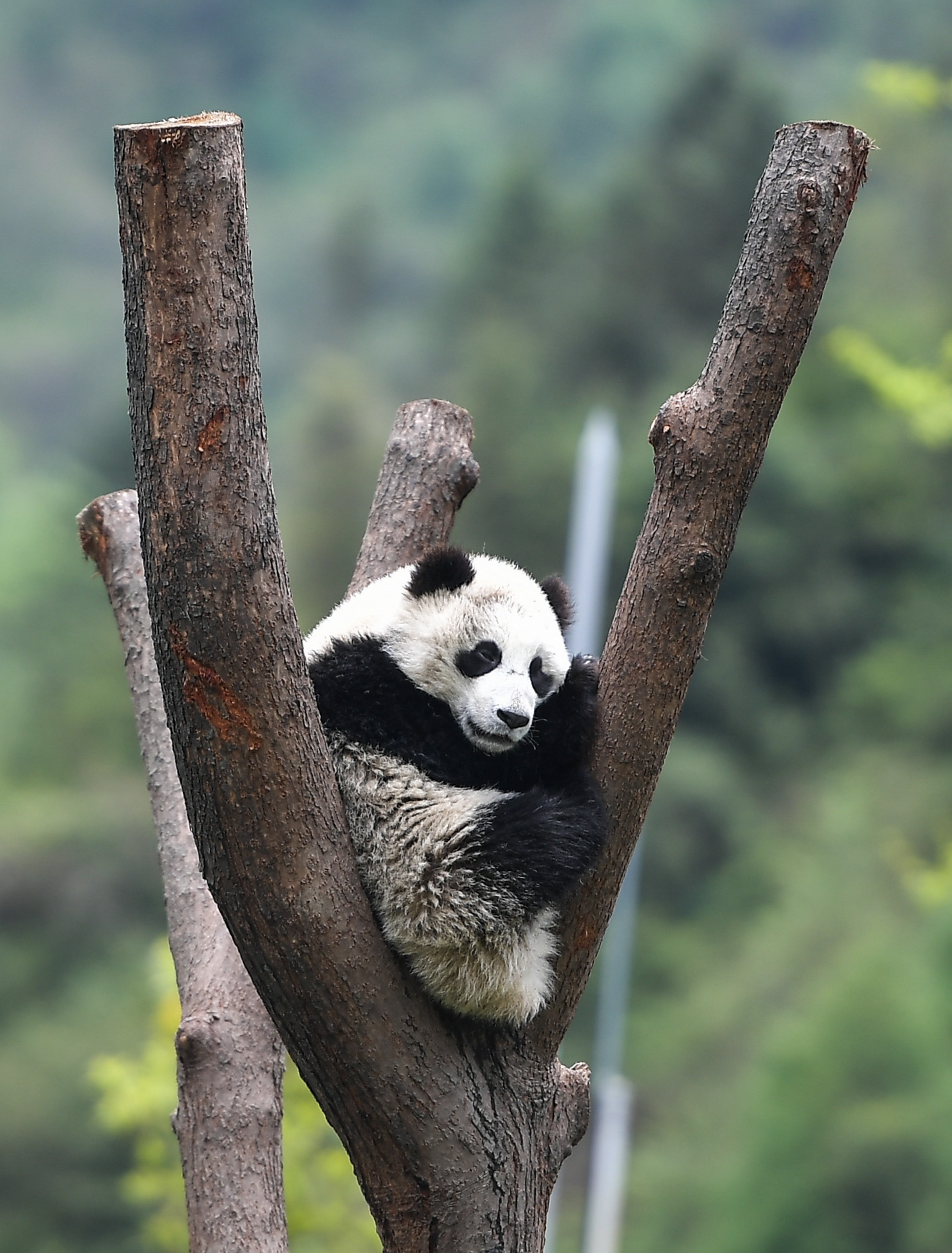 "熊猫王国"的震后重生(8)