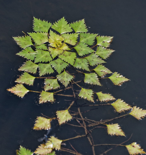 生活在北方的你有多久没见到水中这排列如花的绿色植物了?