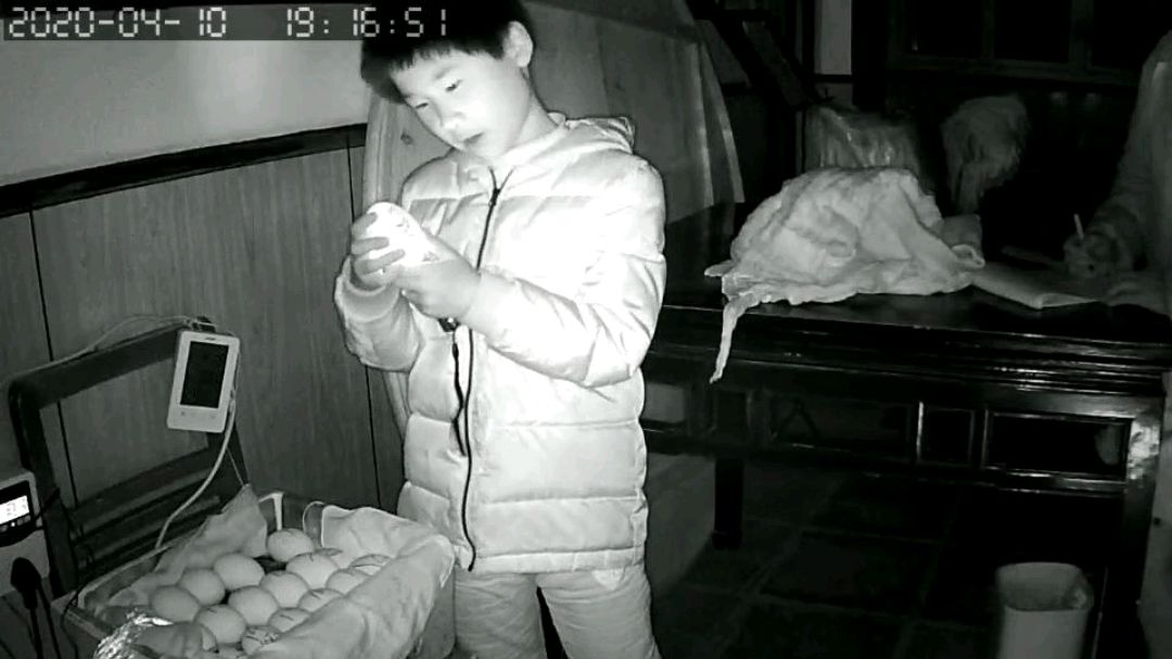 今天鹅蛋孵化第七天,正在照蛋!