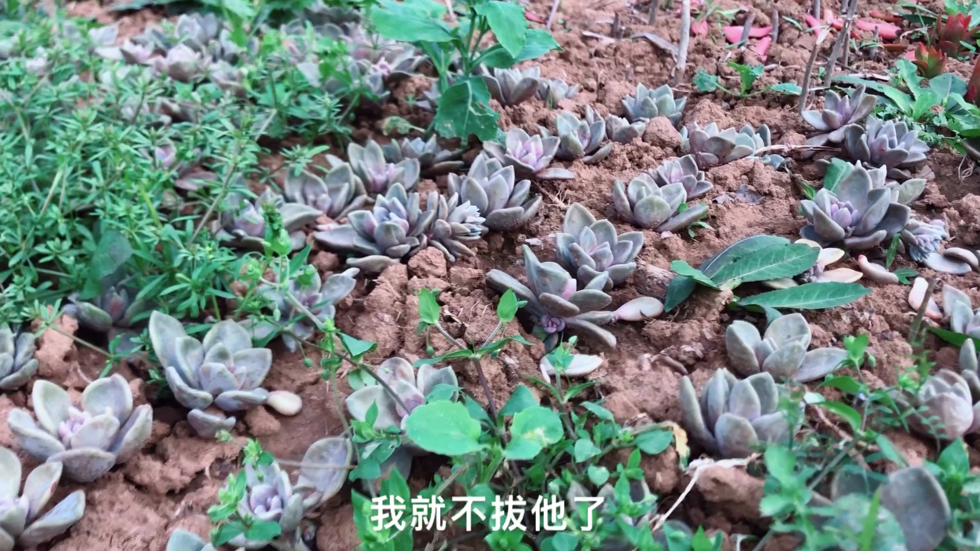 多肉乱扔在菜地里,今天去看看发芽长根没有?