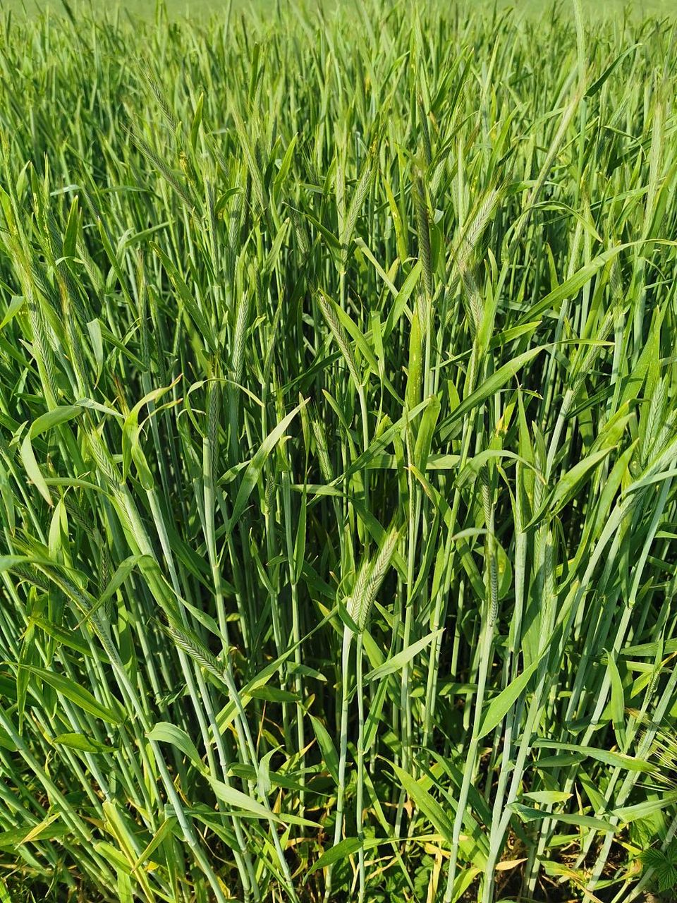 小麦田杂草种类繁多,一般将杂草分为禾本科杂草,阔叶杂草.