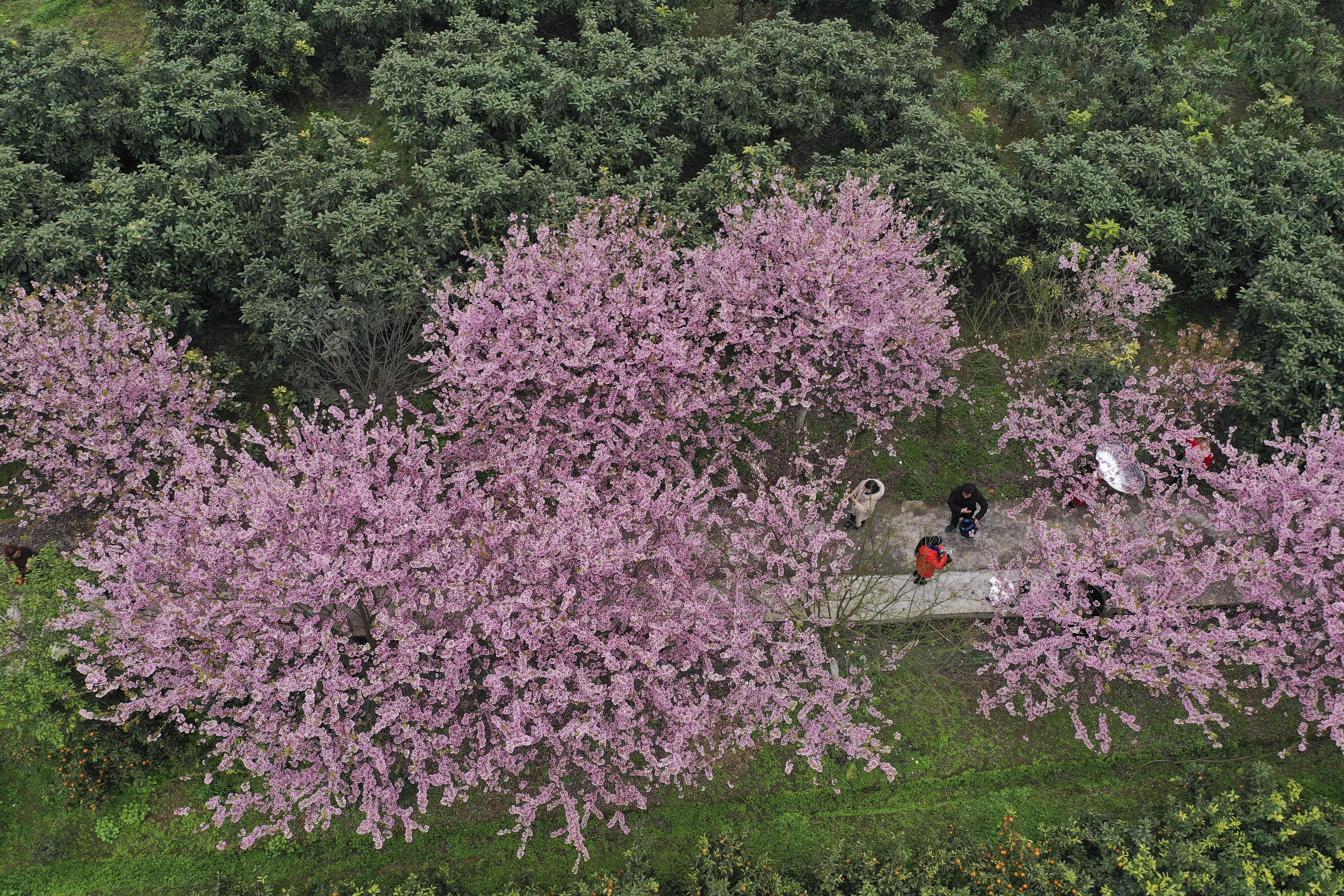 重庆北碚:春暖樱花开