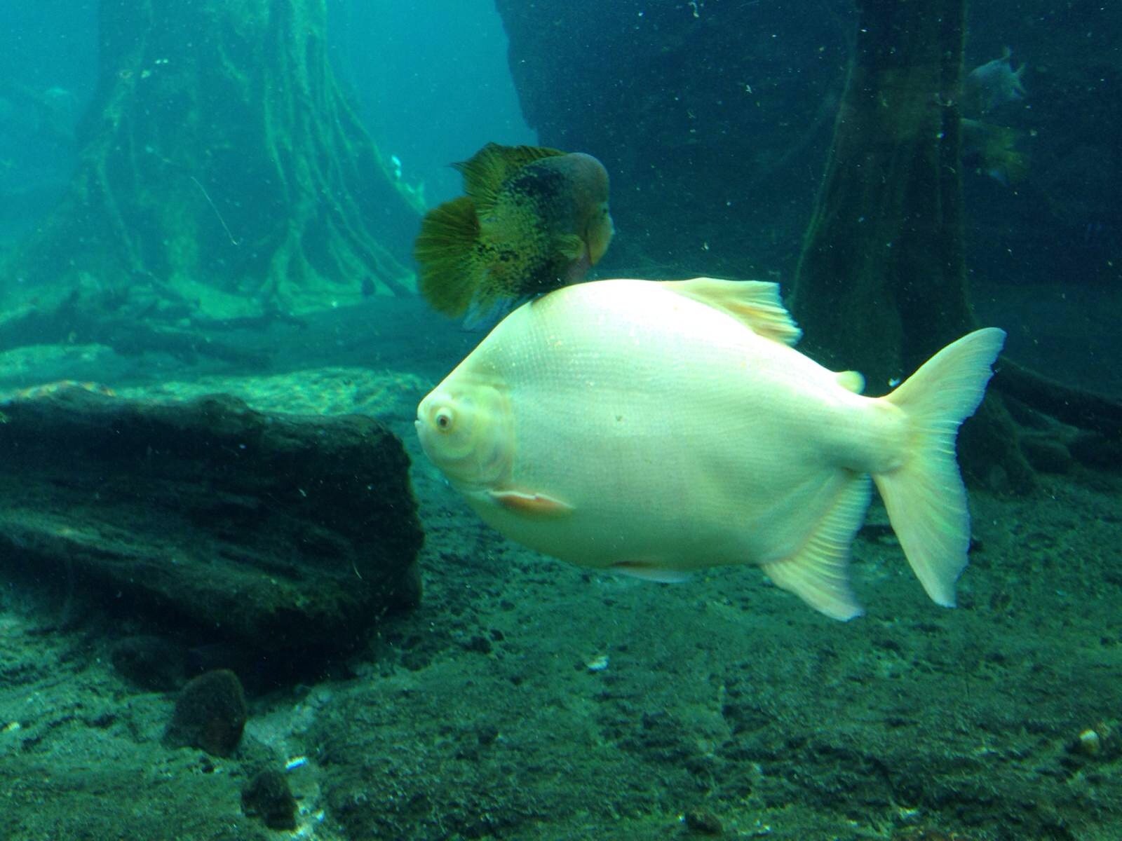 鲳鱼- 优质问答专区