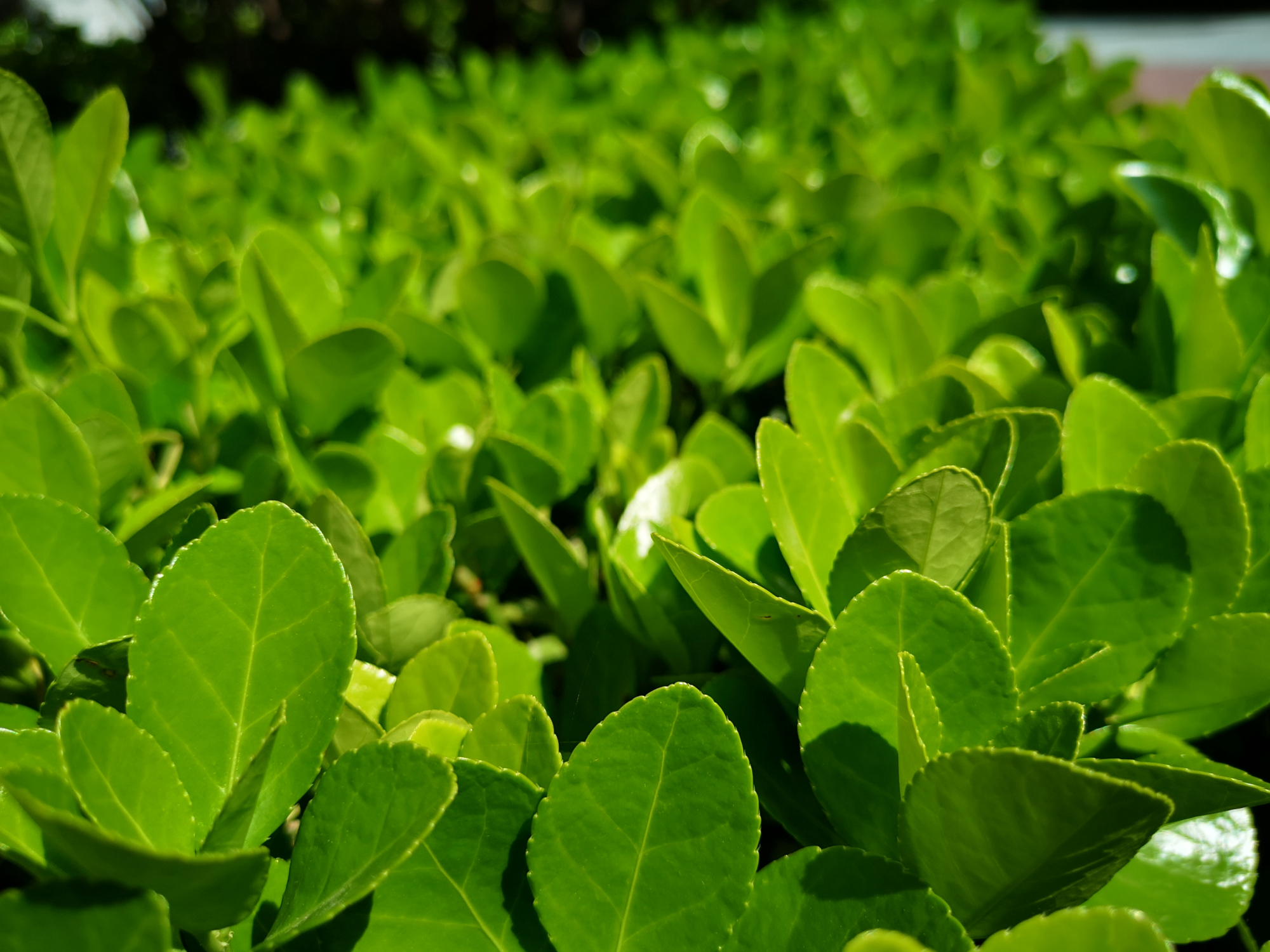 城市绿化的常见灌木树种