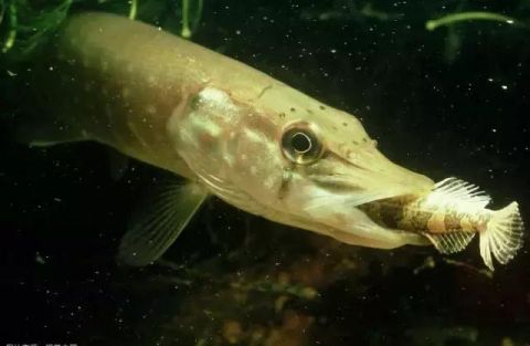 彪悍却不鲁莽的鱼,在我国仅见于额尔齐斯河:白斑狗鱼