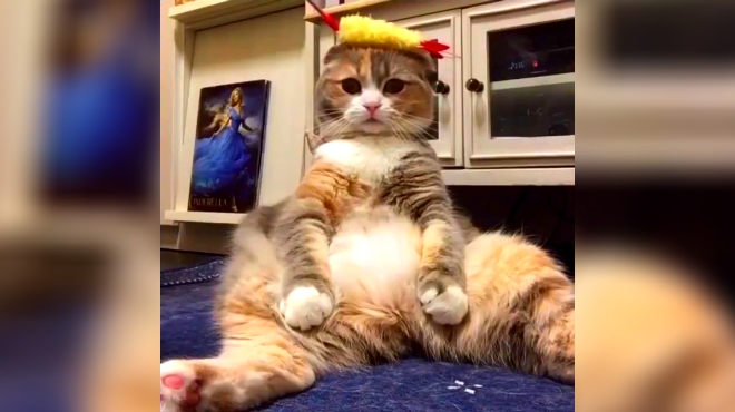 搞笑有趣的猫猫视频