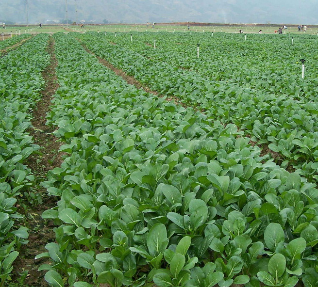 小白菜种植简单,用这个方法,种出的白菜绝对质量好