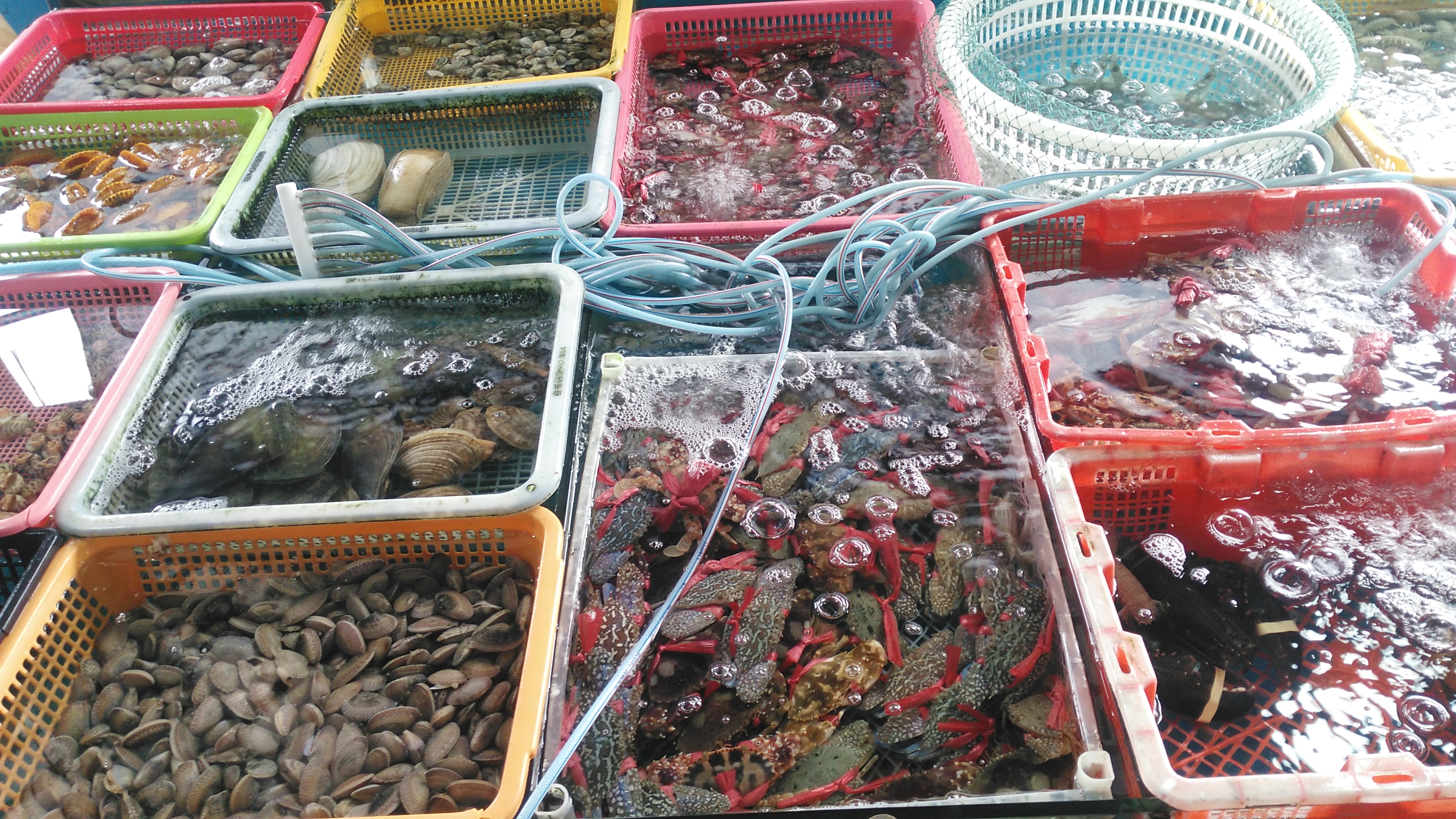 惠州海鲜市场海鲜价格 
