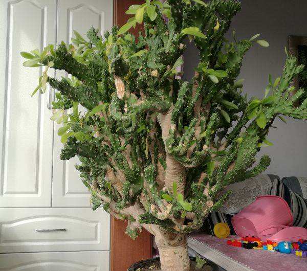 这种植株和神兽同名,外形不美观,好处非常多,赶快回家养一盆!
