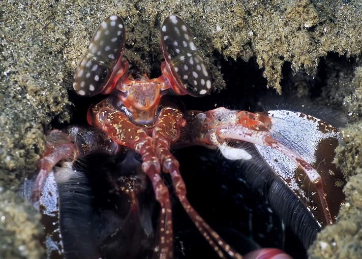 海蛄虾科图片