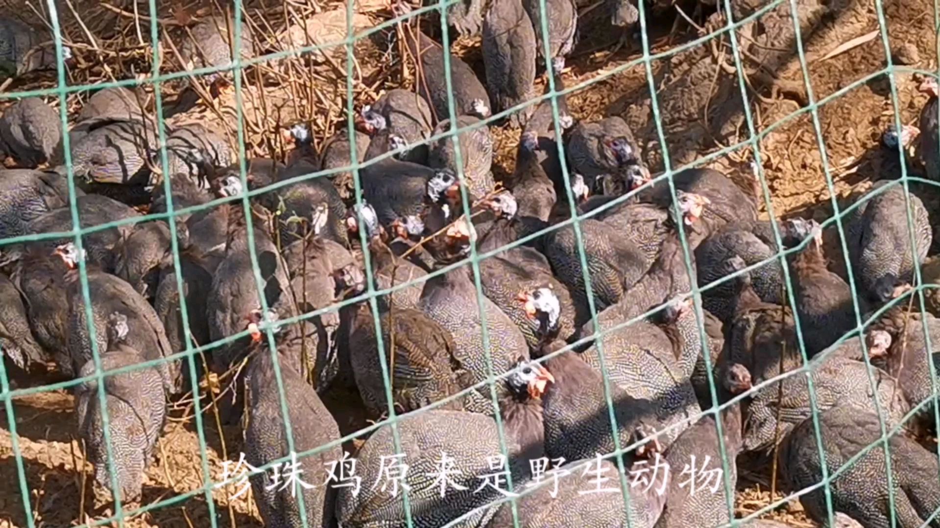 珍珠鸡:你见过羽毛灰中带白点,头白中带红与黑的家禽鸡吗?