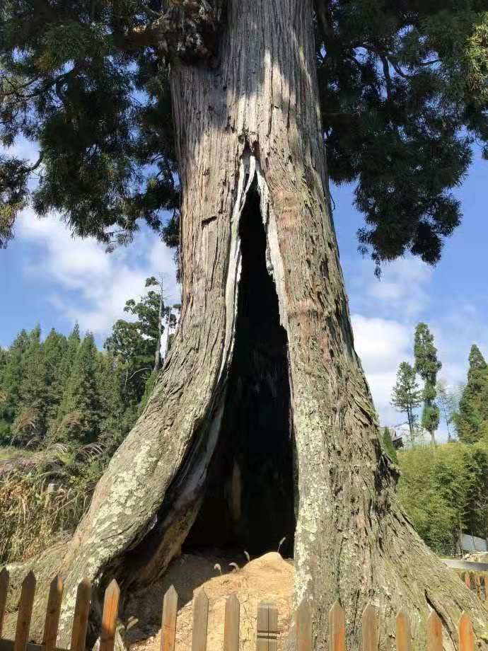 中国最顽强的树,1500岁高龄,树洞里能摆下10人大桌