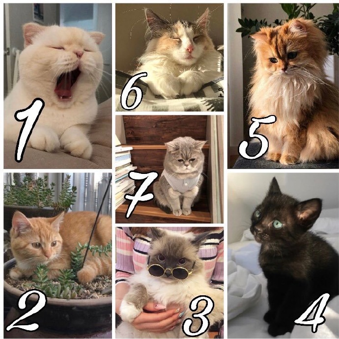 如果高赛文全员都是猫咪的话…那他们应该分别是什么样的呢