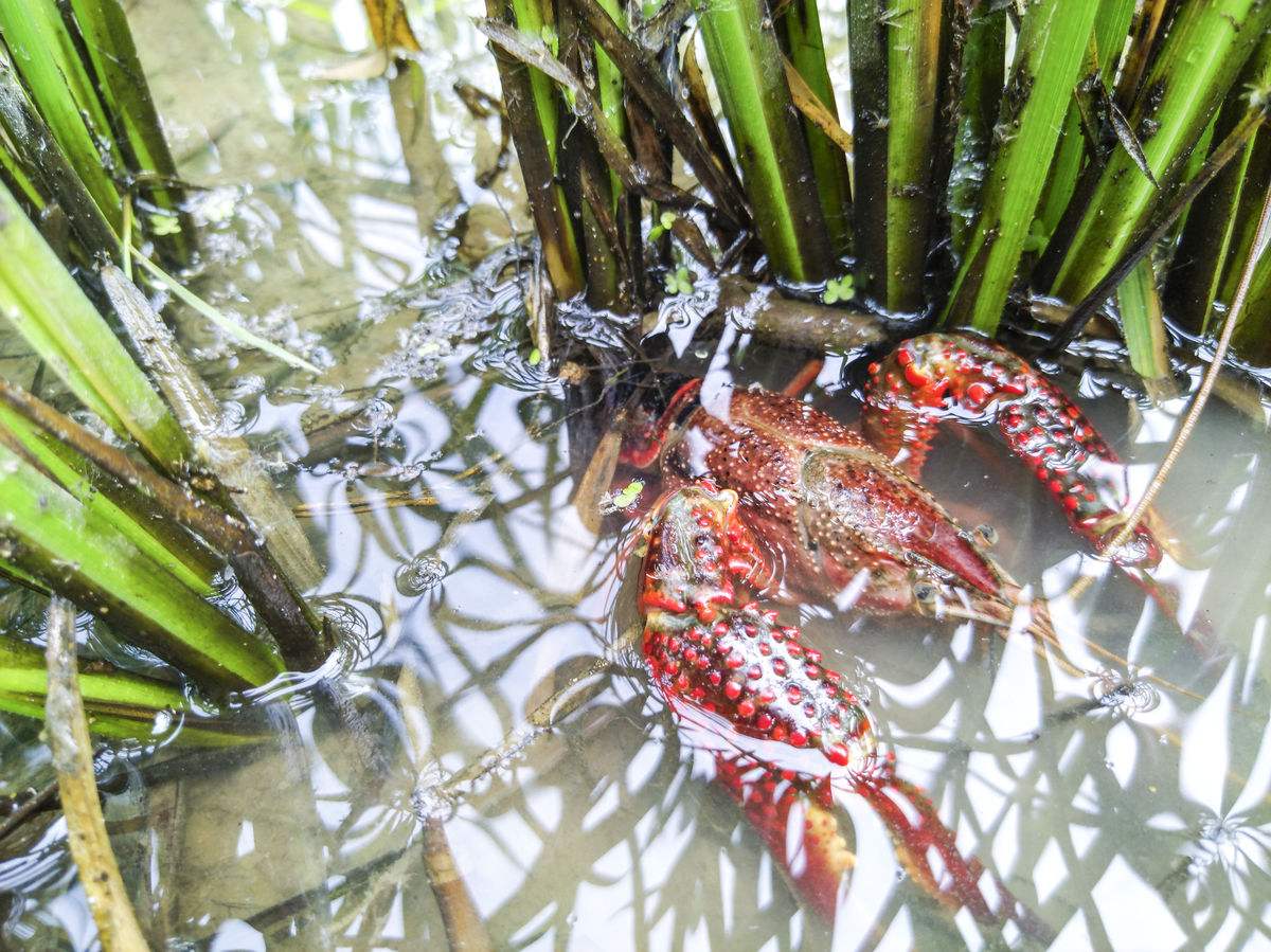 700万亩!三年内湖北"虾稻共作稻渔种养"面积继续大扩张!