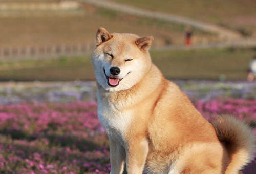 【养宠经验分享】黄柴犬拉肚子,黄柴犬老拉肚子