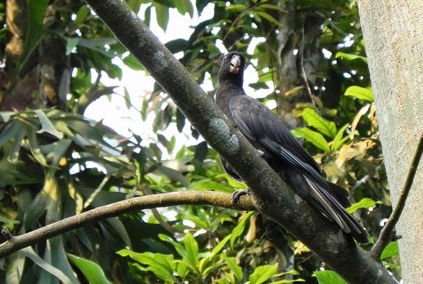 动物知识科普,小编带你了解马岛鹦鹉