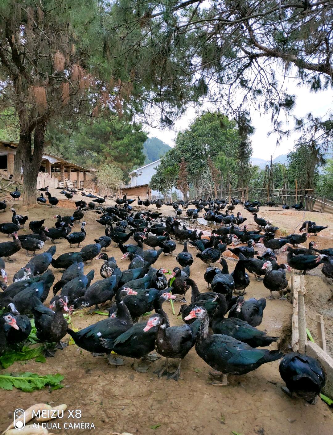 闽清县省璜镇山野乡味散养老番鸭,肉质清甜留香!