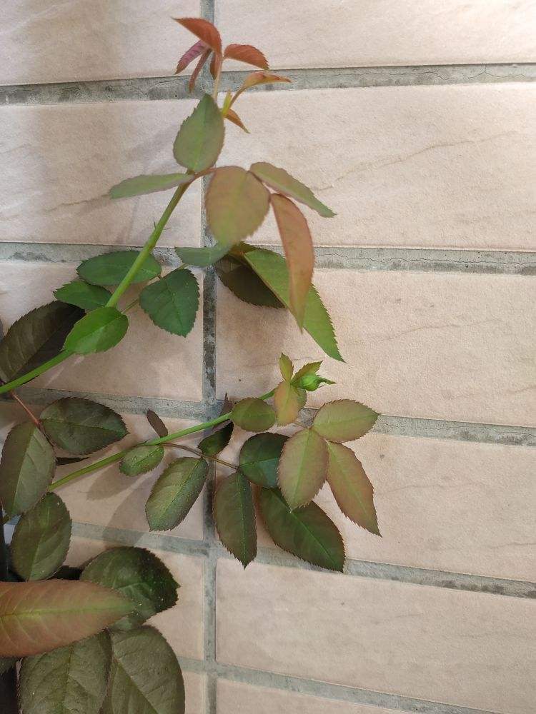 这月季没有刺,开花还很多