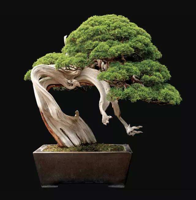 盆栽的艺术:海派盆景集众家之所长,多次参加国际会展,好评一片