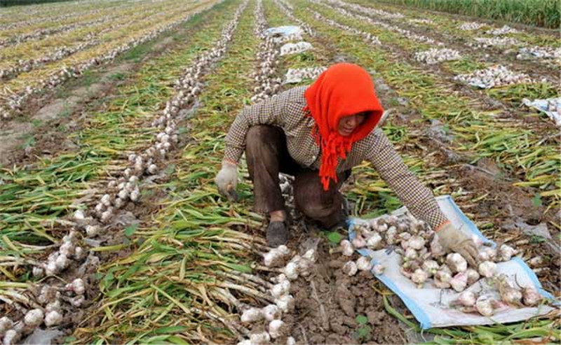 大蒜的种植技术和田间管理 - 2020年最新商品信息聚合专区 - 百度爱