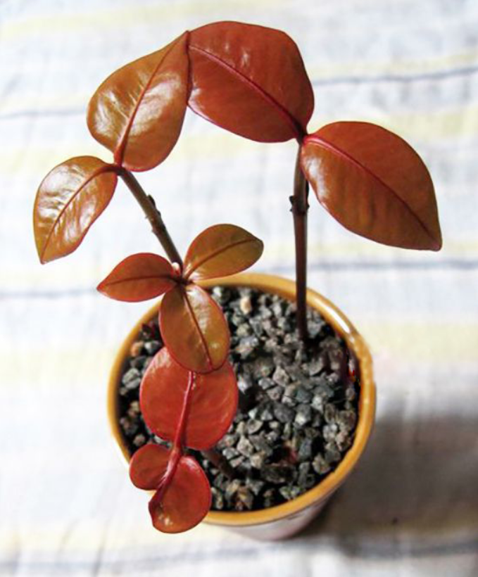 山竹的叶子也很特别,中间的叶脉凸起很明显,如图