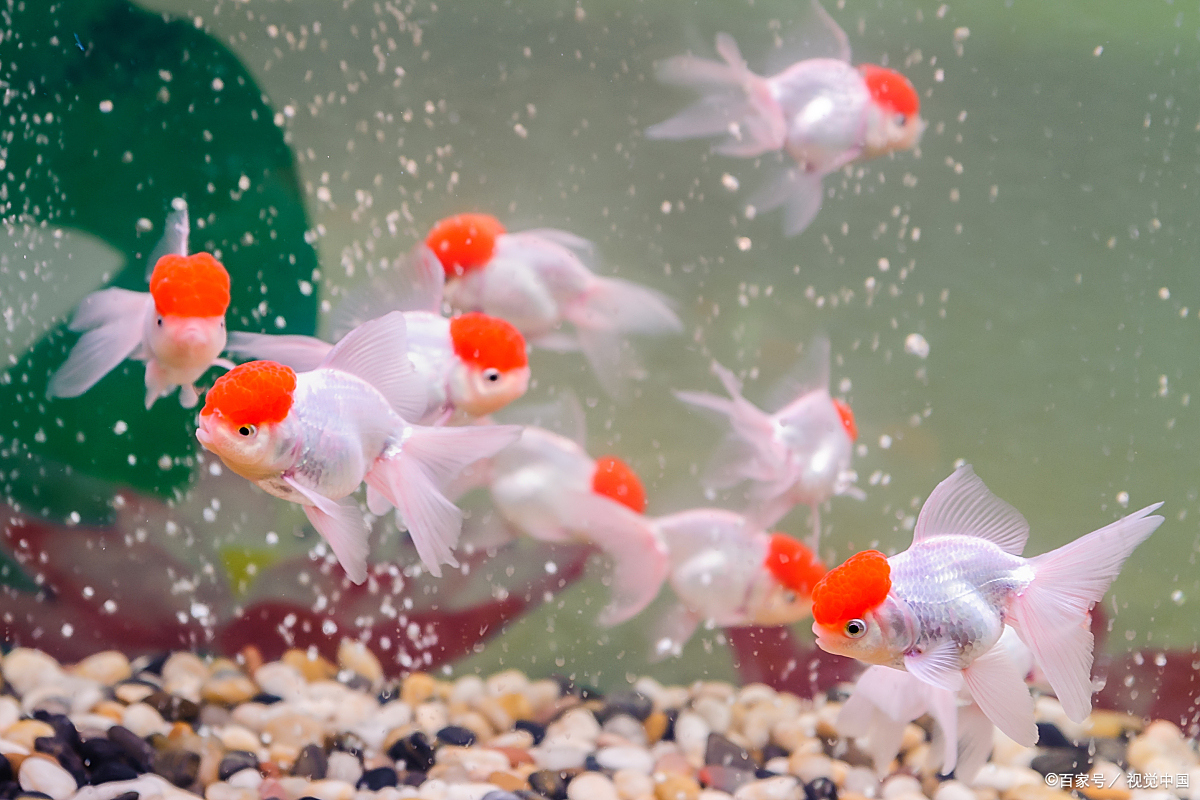 刚出生小金鱼发色选择不同的食物
