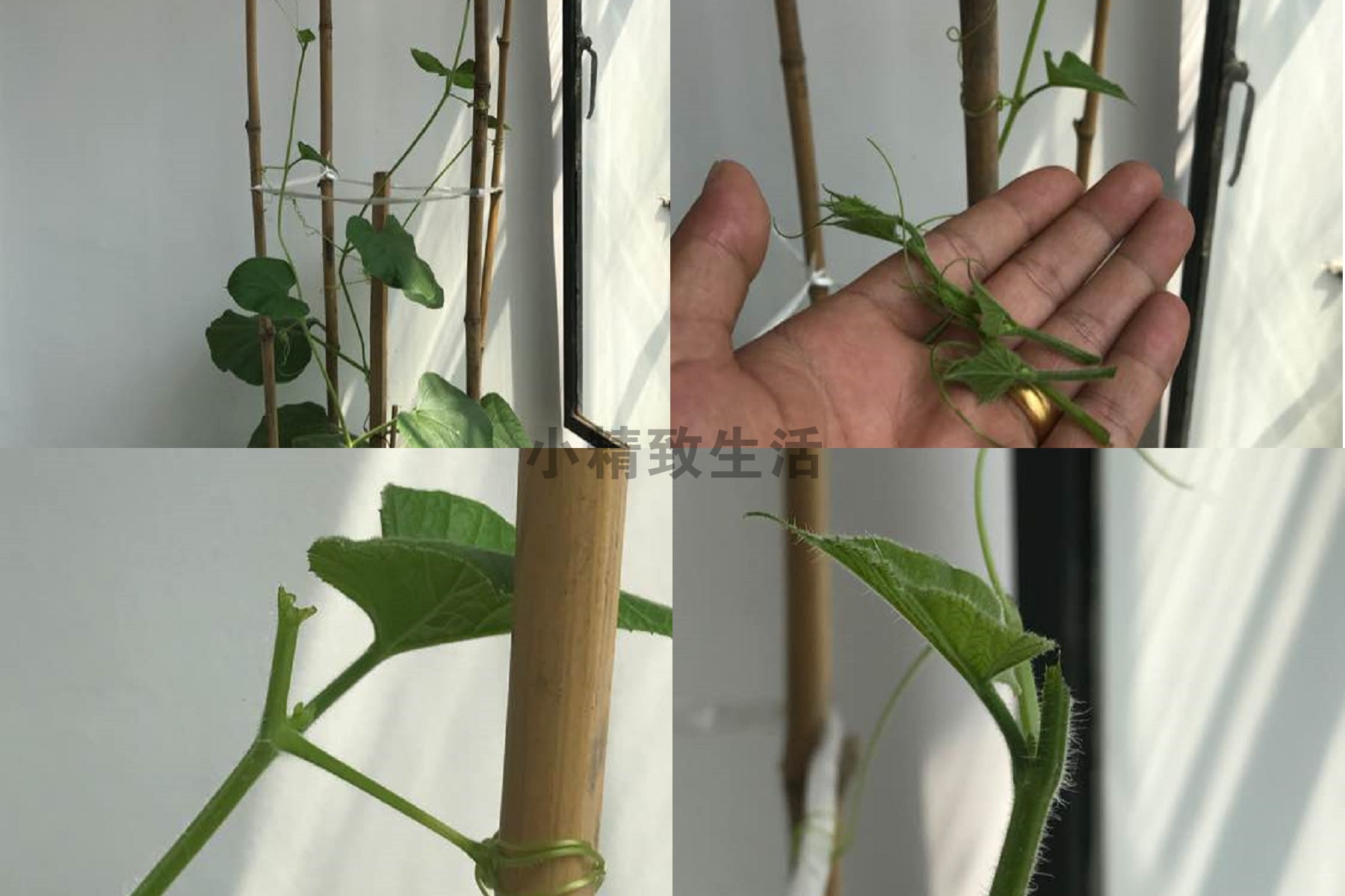 盆栽葫芦种植方法图片