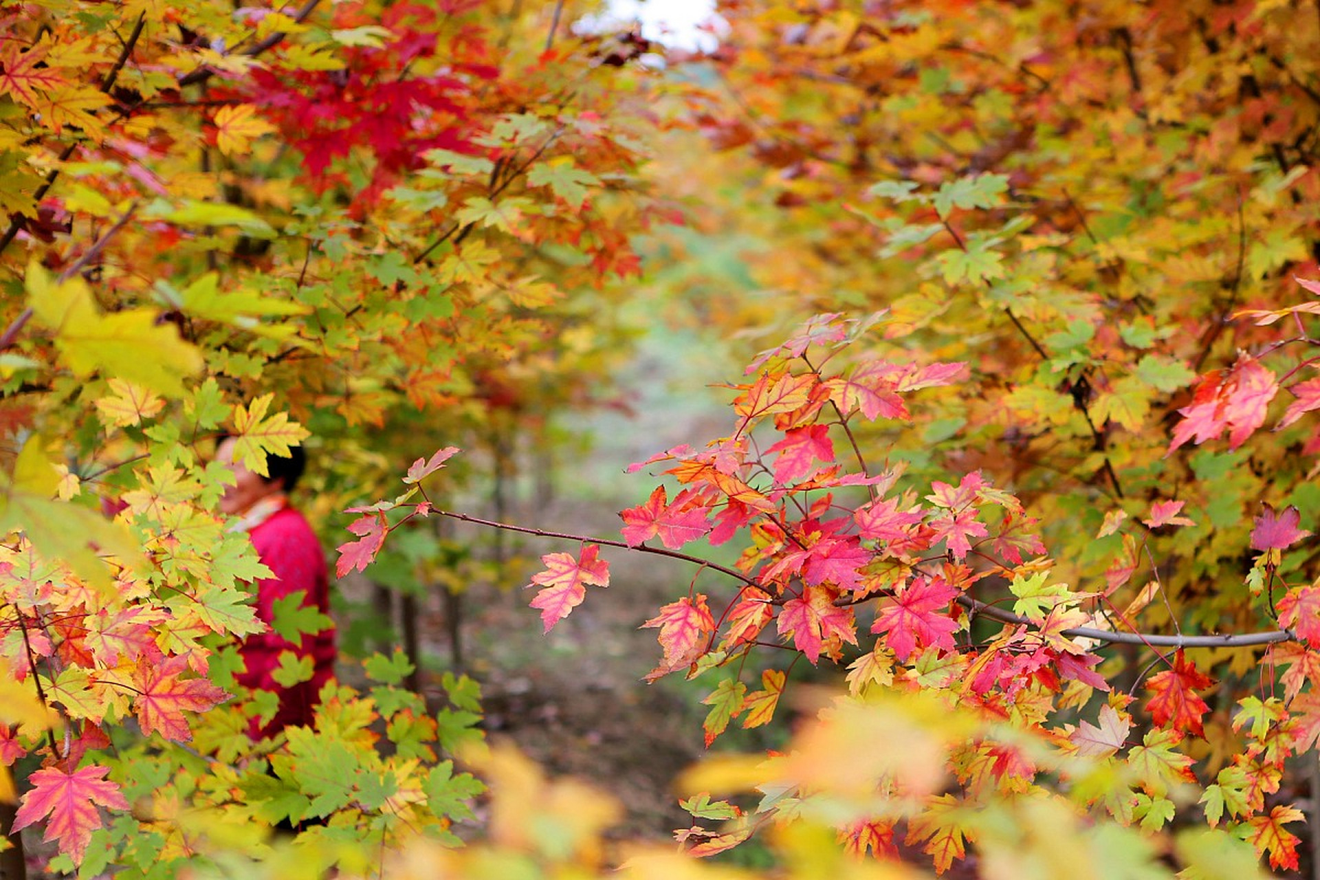 镜头里的春天#  春季的红叶谷,是一幅绚丽多彩的画卷,令人陶醉.
