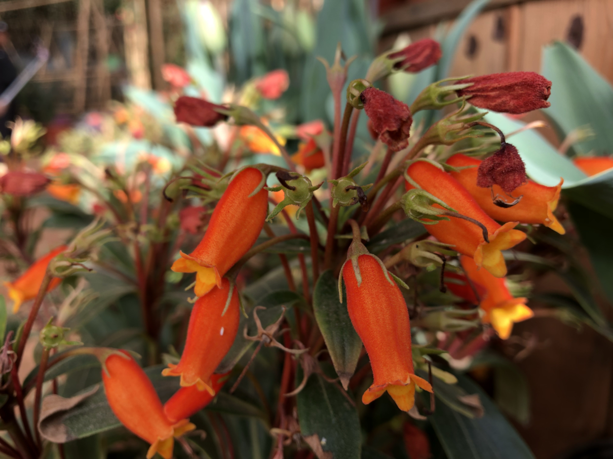 小岩桐花:橙红色的花朵与绿叶相映成趣又不失格调