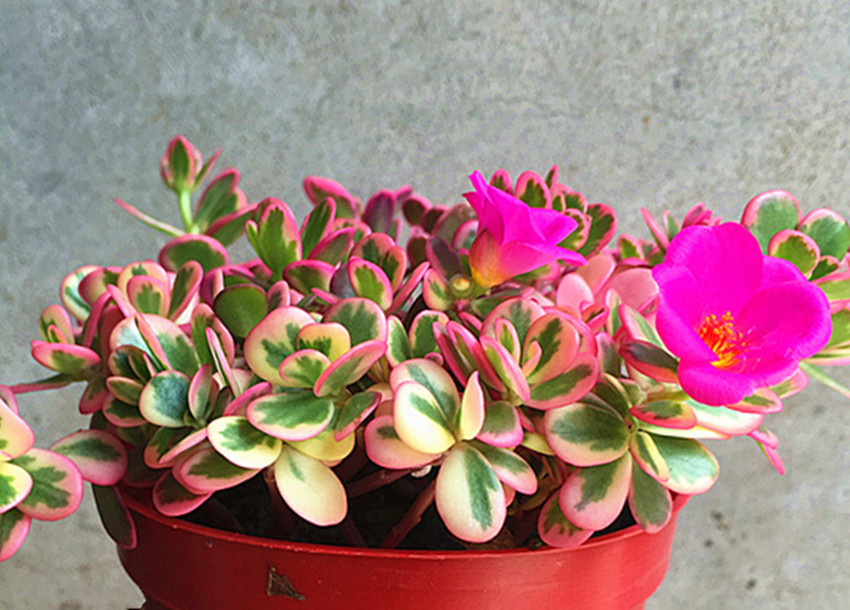 以上就是太阳花锦的详细介绍,如喜欢,就继续关注吧.