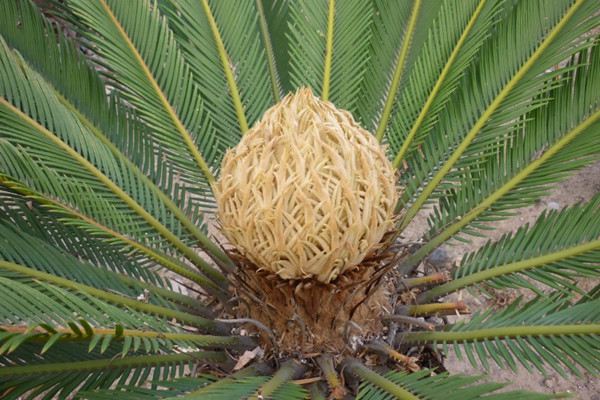 苏铁新叶生长要控制水肥