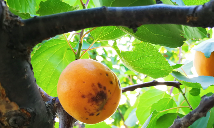 这树上的"疤瘌杏"明显个大,观察四周,发现这棵杏树枝繁叶茂独自矗立