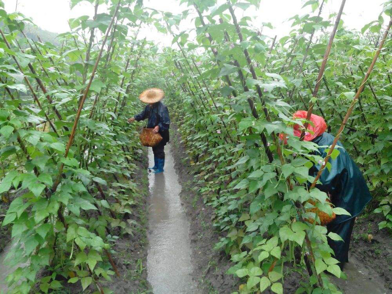 四季豆的冬暖大棚早春栽培,收获期早,经济效益好